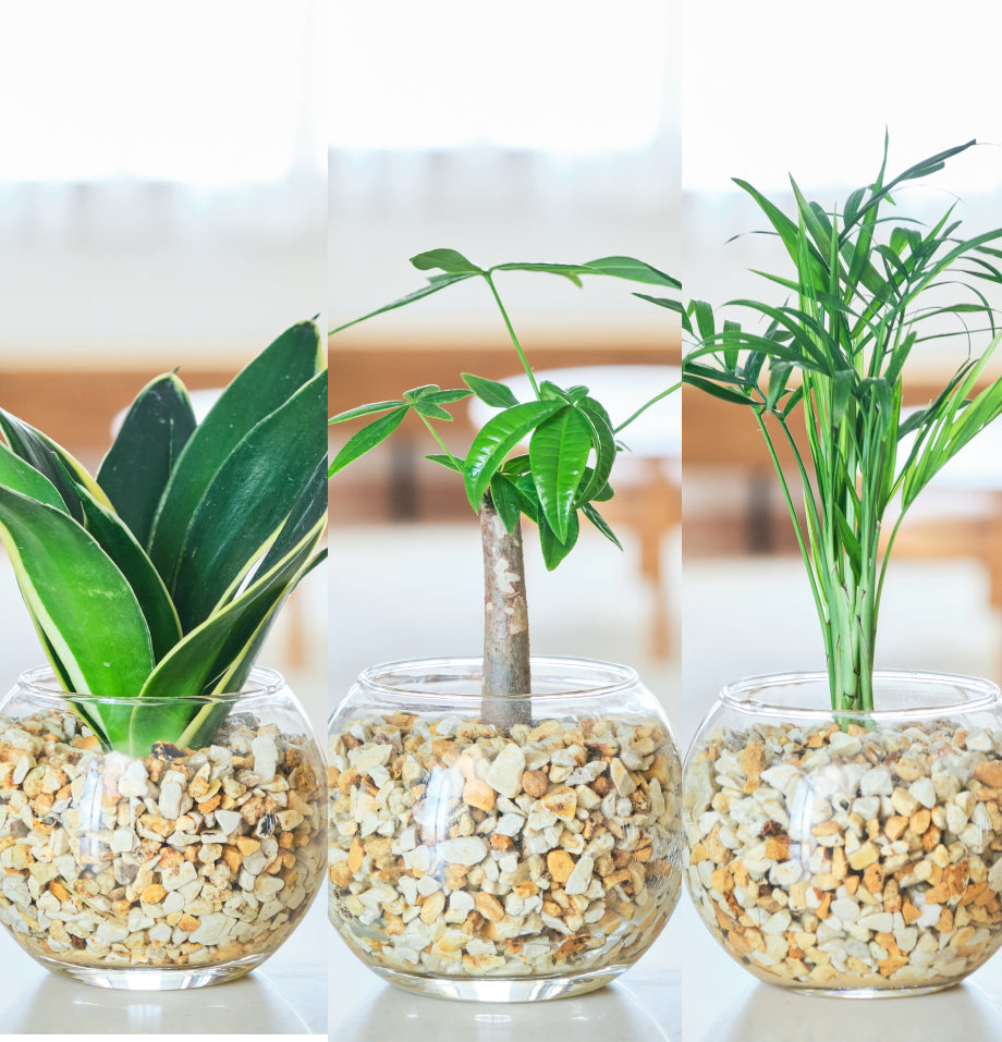 ガラスボールの育てるインテリア・選べる5点+栄養剤セット