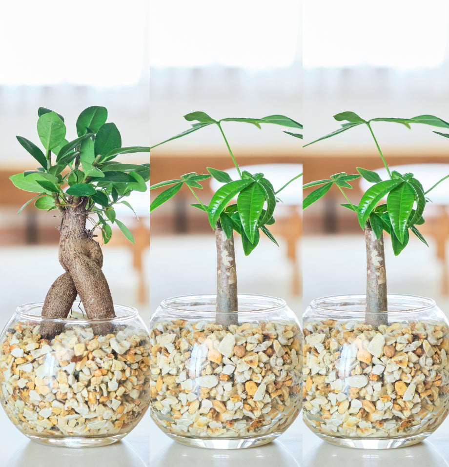 ガラスボールの育てるインテリア・選べる5点+栄養剤セット