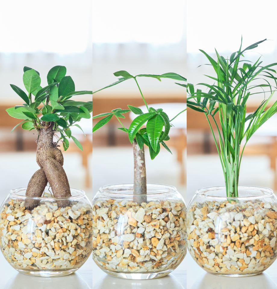 ガラスボールの育てるインテリア・選べる5点+栄養剤セット