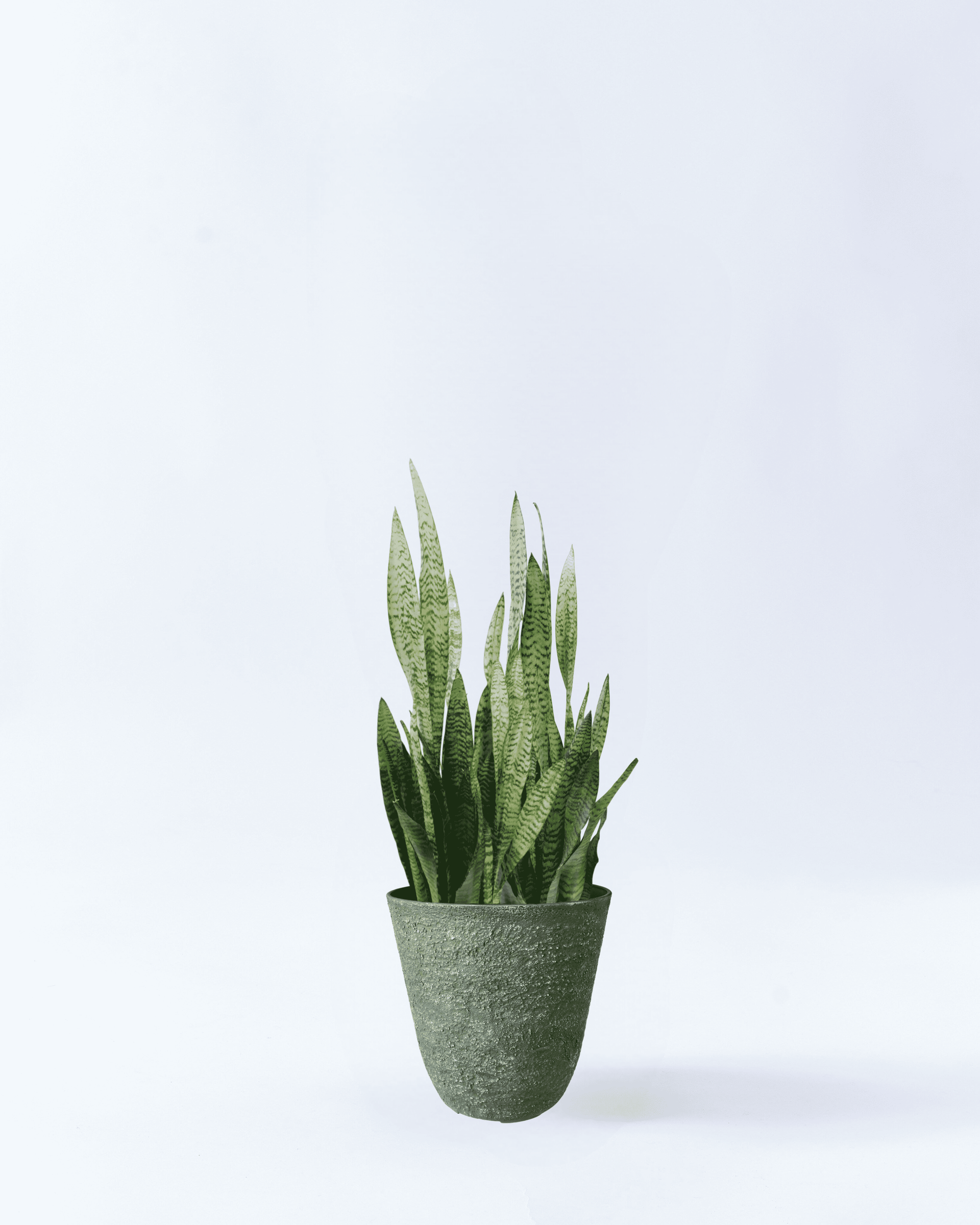 サンスベリア・ゼラニカ 10号鉢 高さ約120cm グリーン