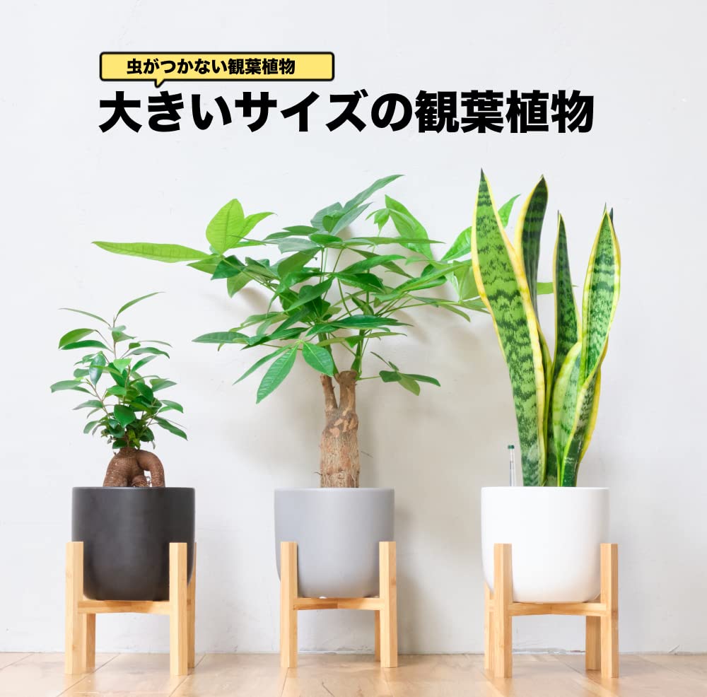 ガジュマル 5号陶器鉢 ハイドロカルチャー 高さ約45cm グレー