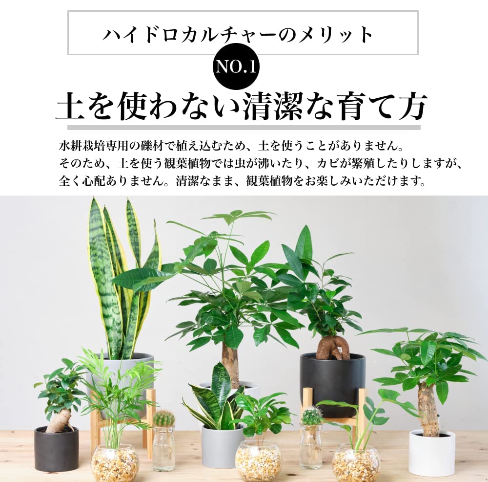 ガジュマル 5号陶器鉢 ハイドロカルチャー 高さ約50cm