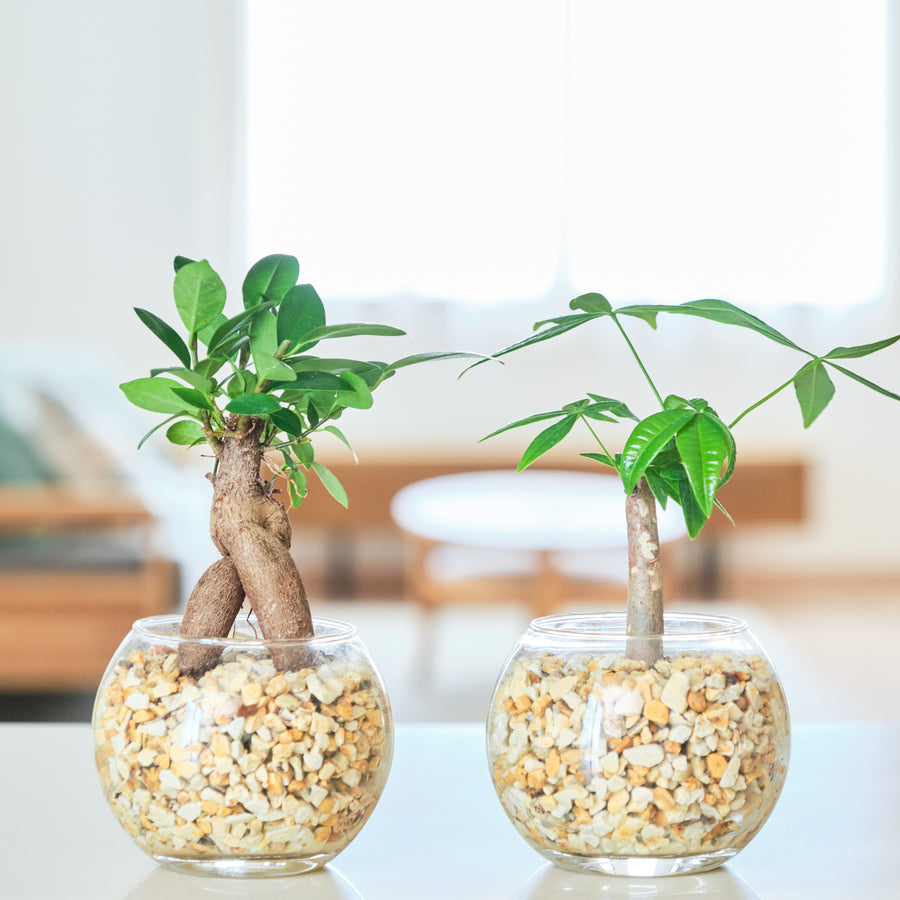 ガラスボールの育てるインテリア・選べる2点セット