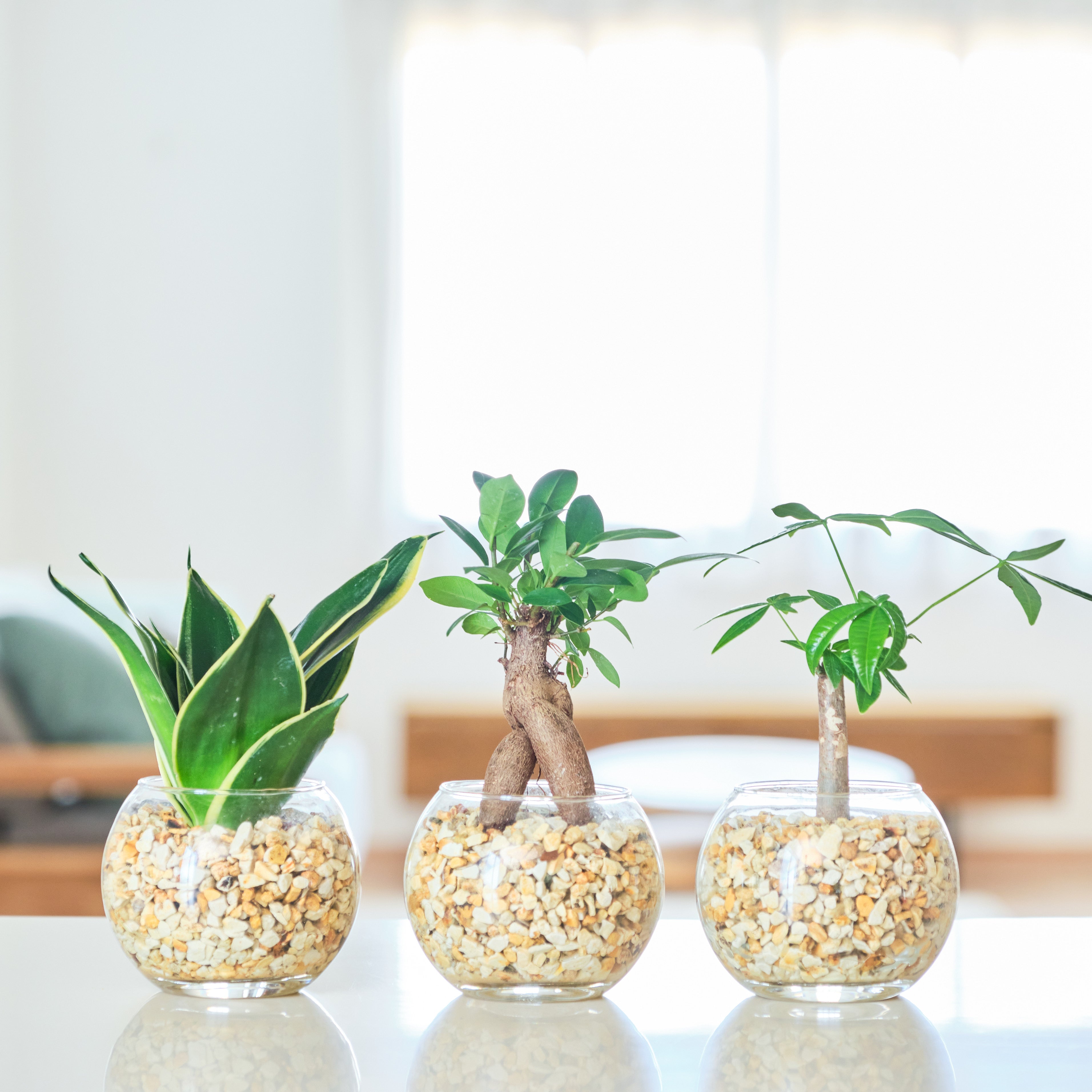 初心者におすすめの観葉植物｜通販専門店 東京寿園