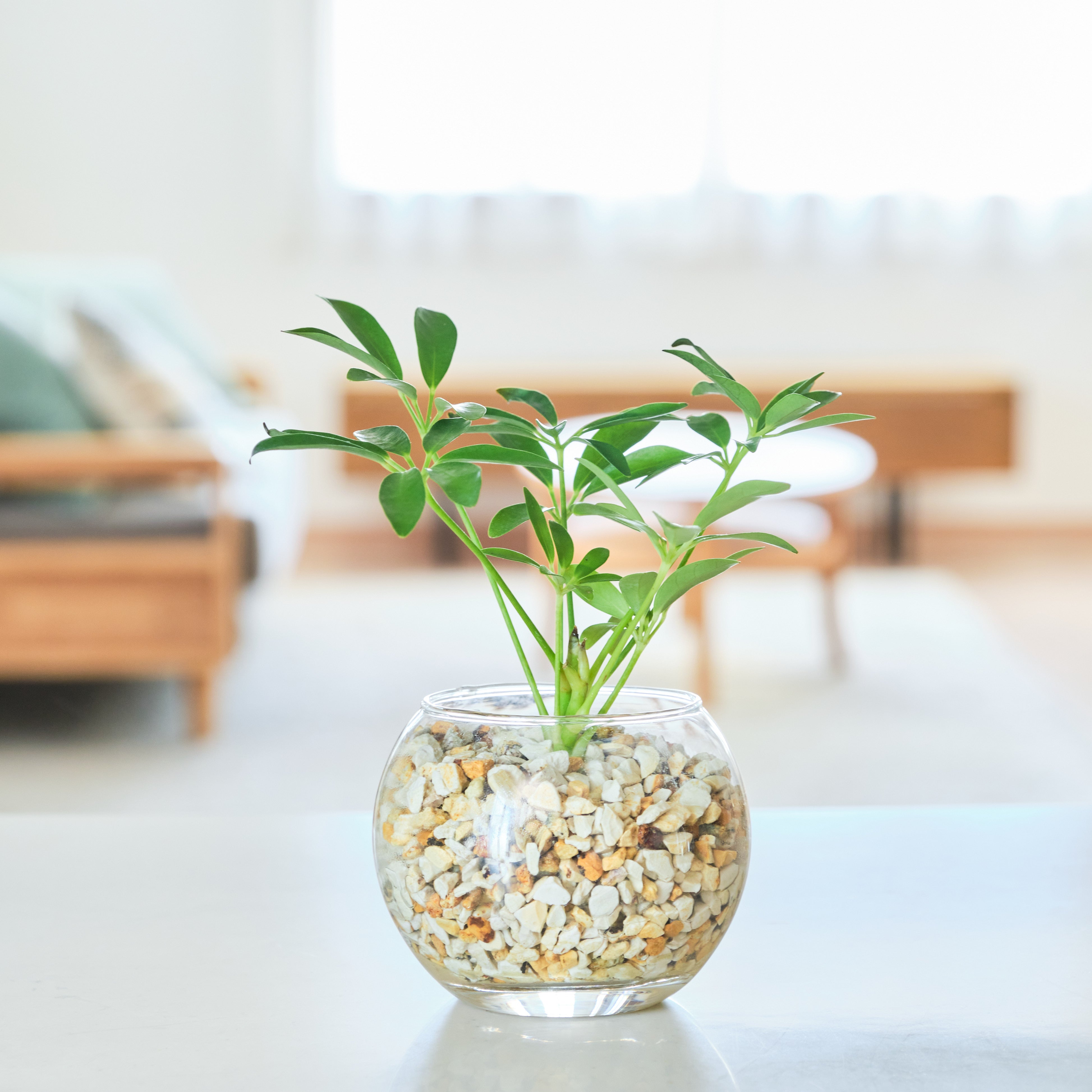 ガラスボールの育てるインテリア・選べる単品