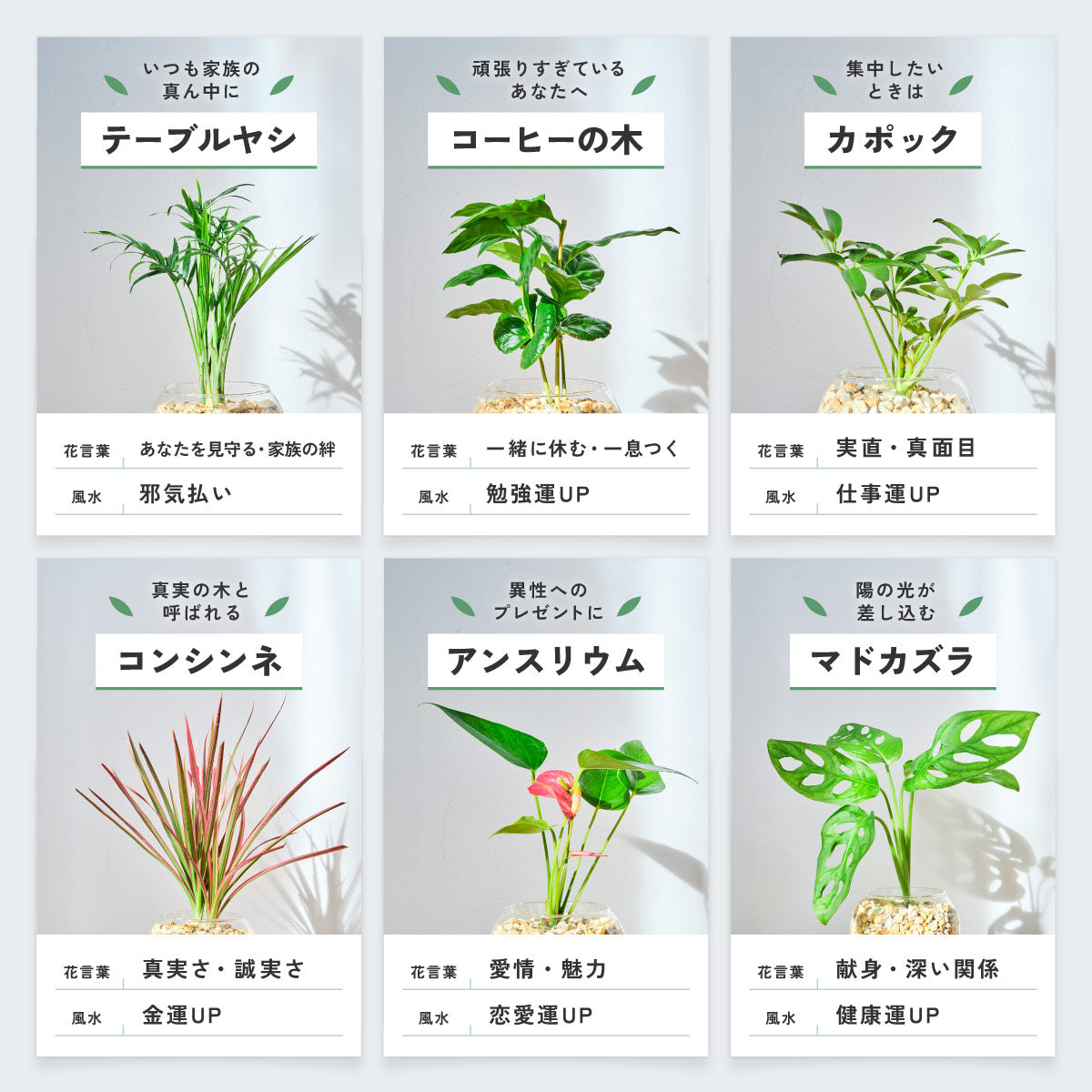 ガラスボールの育てるインテリア・選べる5点+栄養剤セット