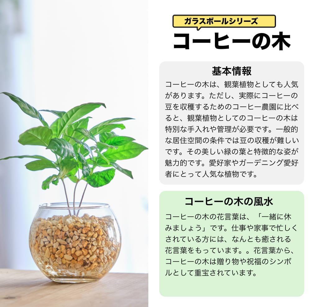 コーヒーの木 ハイドロカルチャー 高さ約20cm