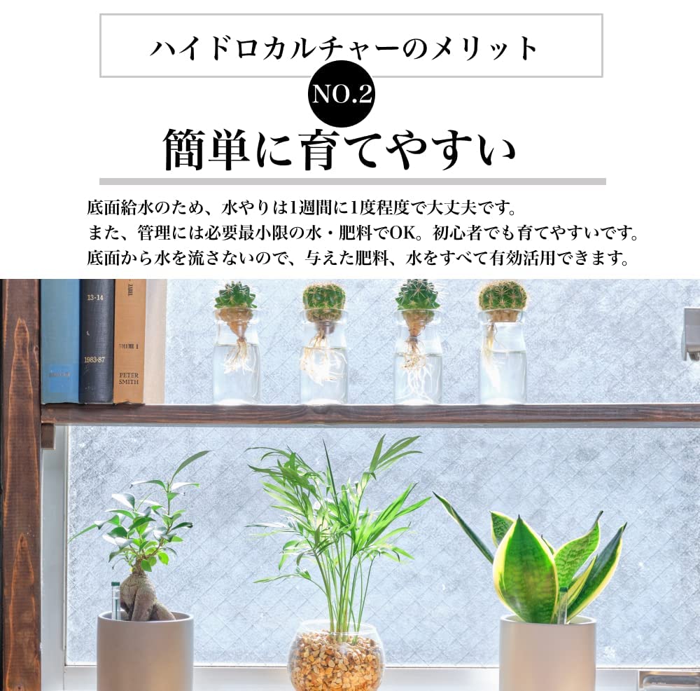 マドカズラ モンステラ ハイドロカルチャー 高さ約20cm