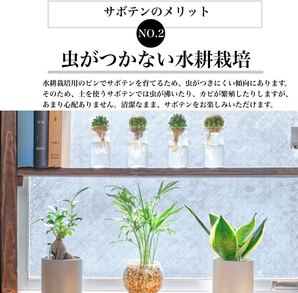 金盛丸 キンセイマル 水耕栽培 サボテン