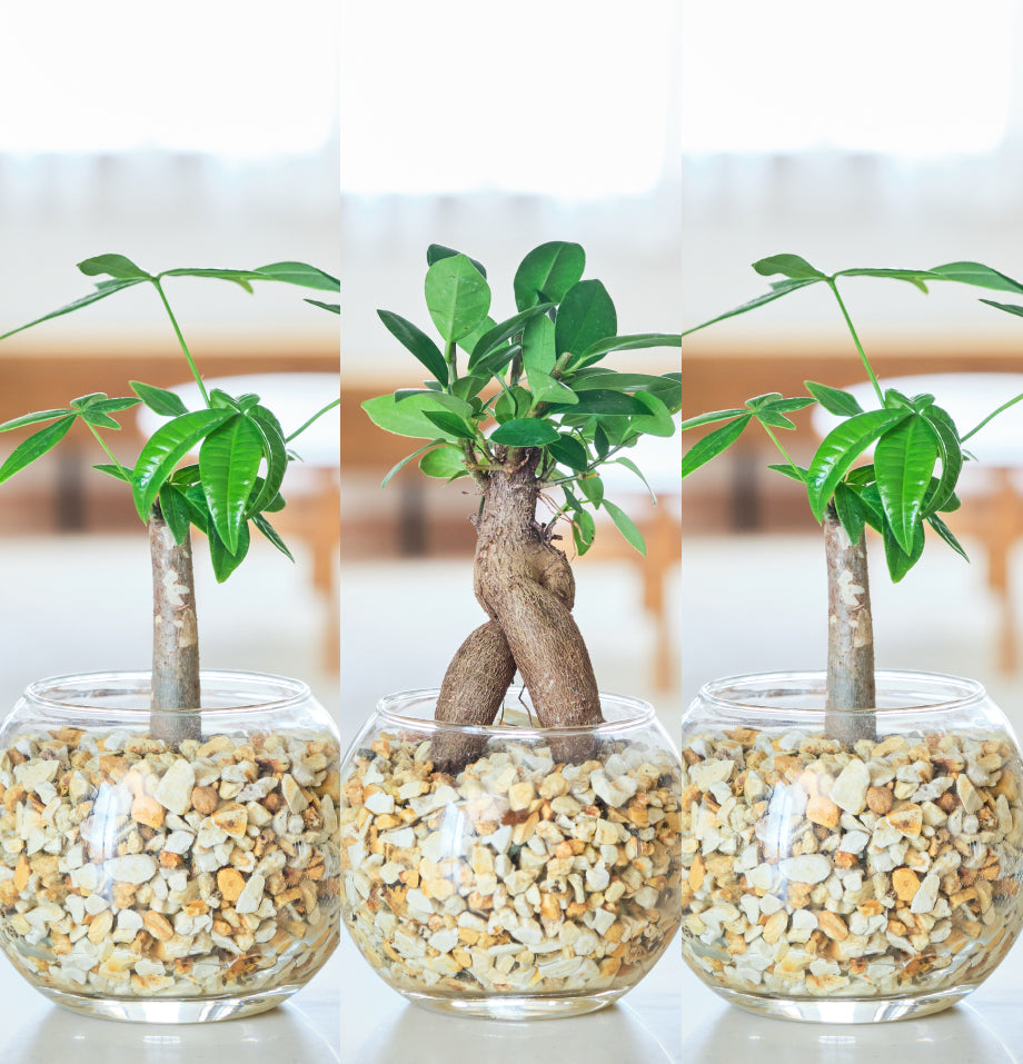 ガラスボールの育てるインテリア・選べる5点+栄養剤セット