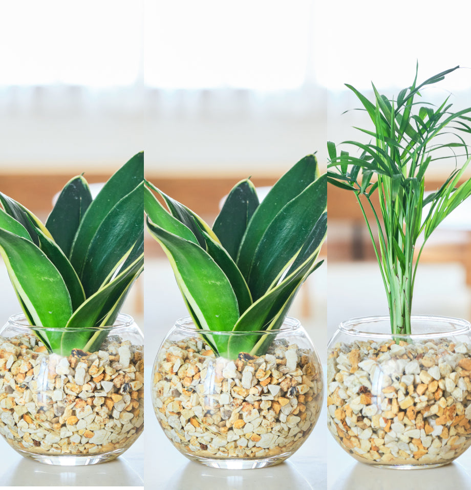 ガラスボールの育てるインテリア・選べる5点+栄養剤セット