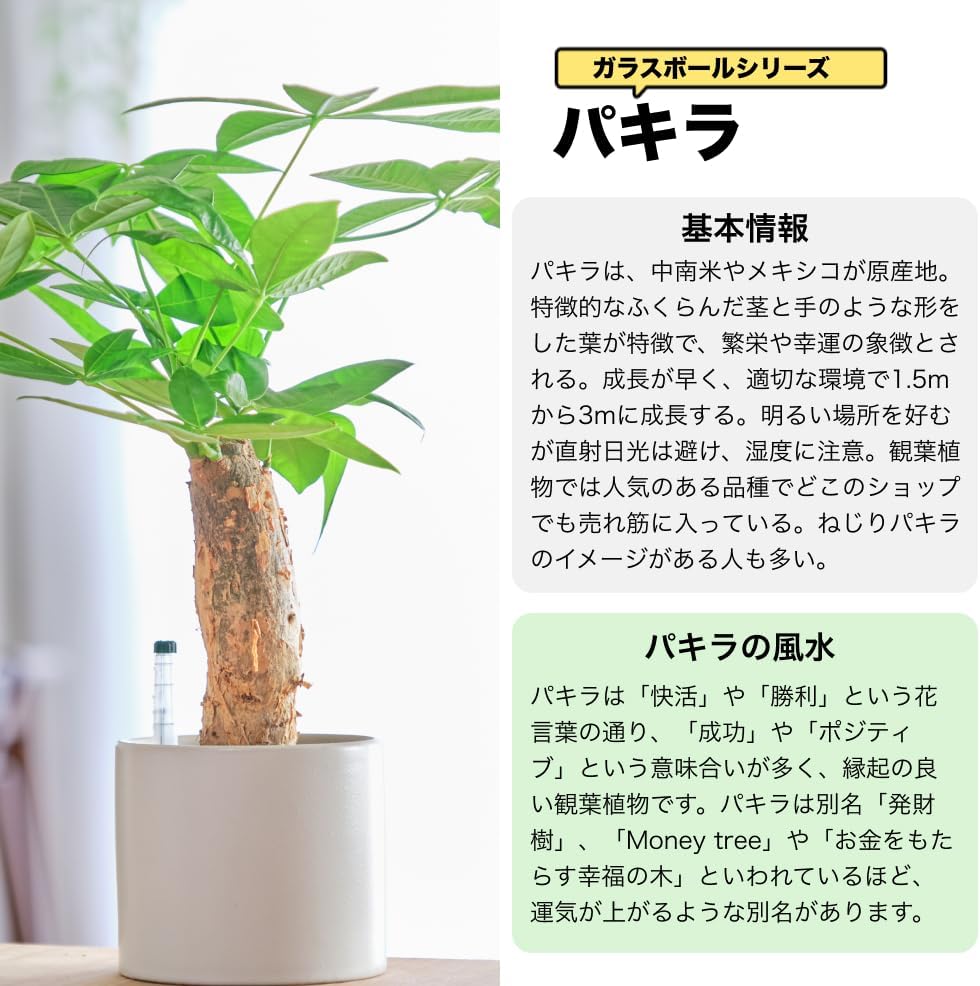 パキラ 3号陶器鉢 ハイドロカルチャー 高さ約35cm ブラック