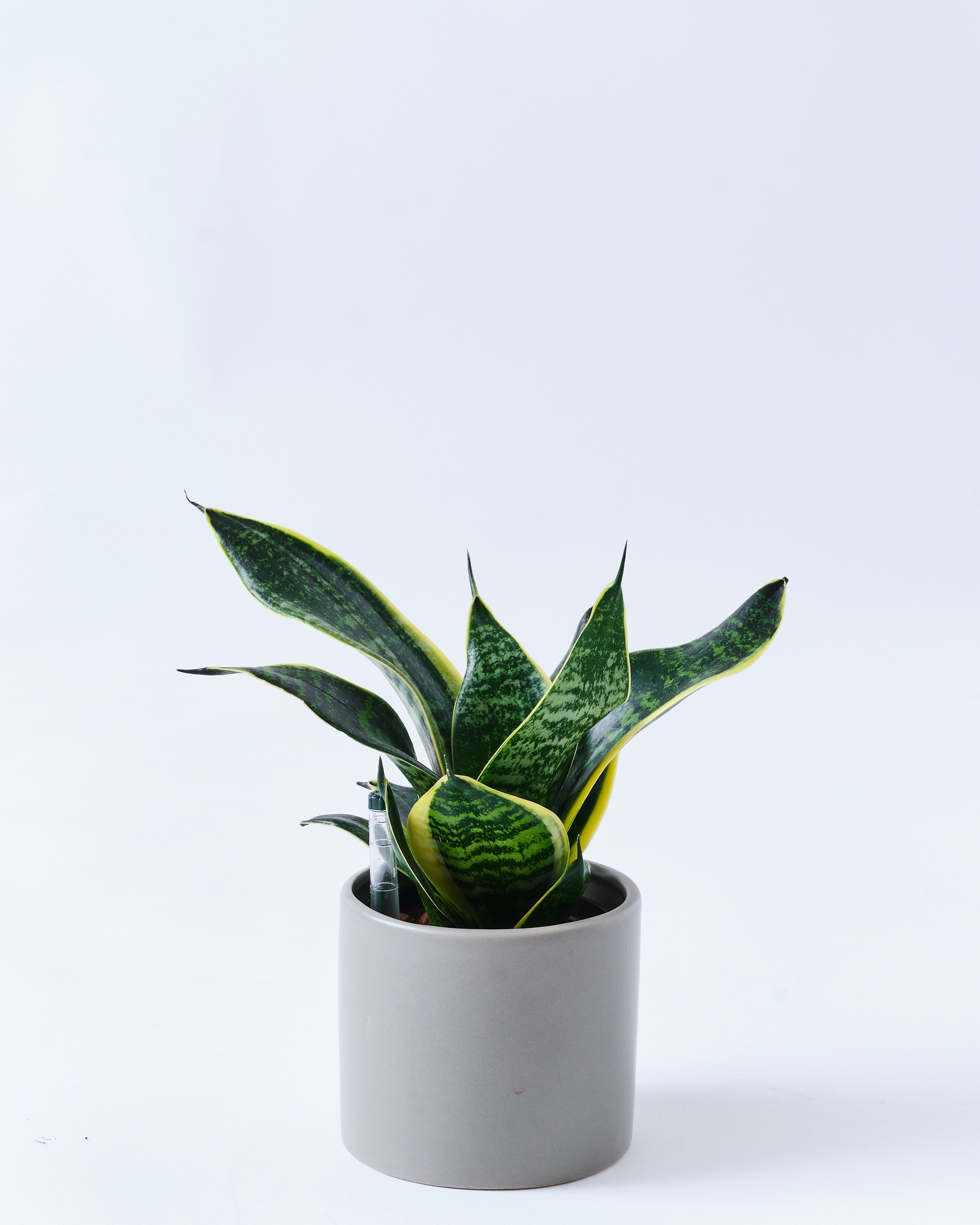 サンスベリア｜観葉植物・お花の通販 東京寿園