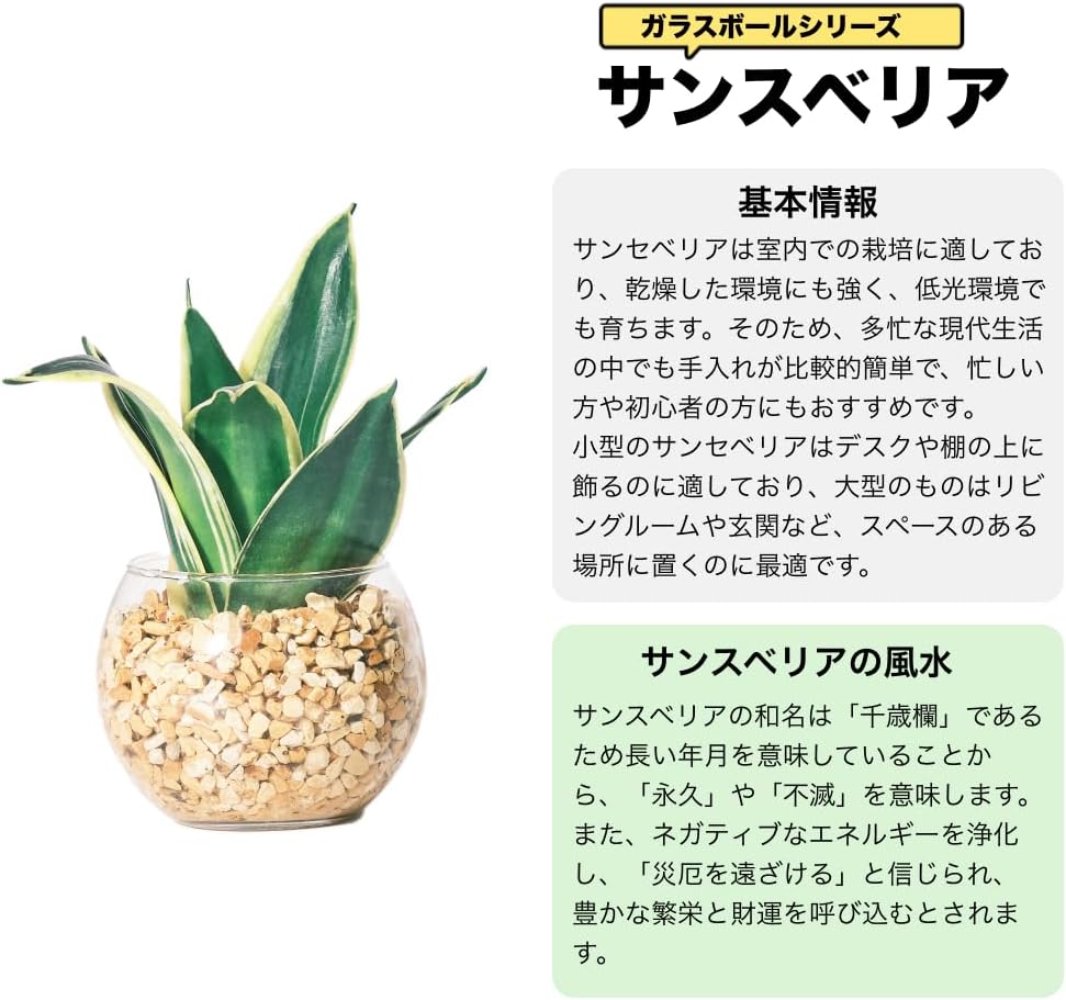 サンスベリア スクエア ガラス容器 ハイドロカルチャー 高さ約20CM