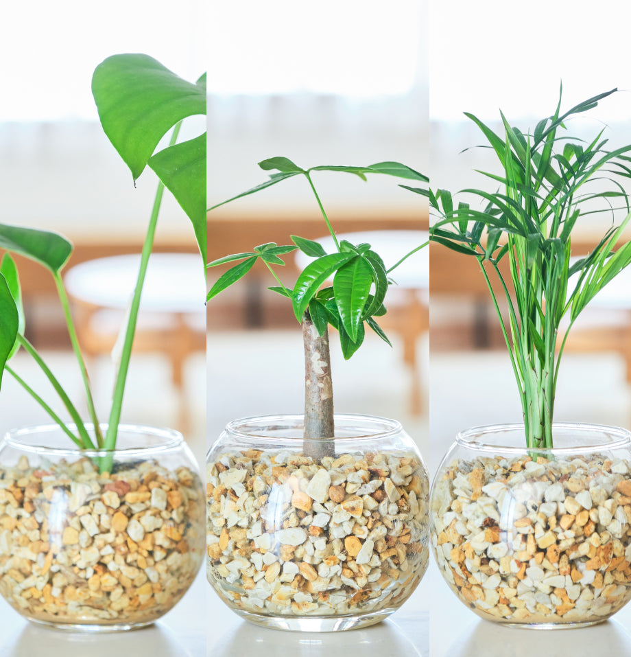 ガラスボールの育てるインテリア・選べる5点+栄養剤セット