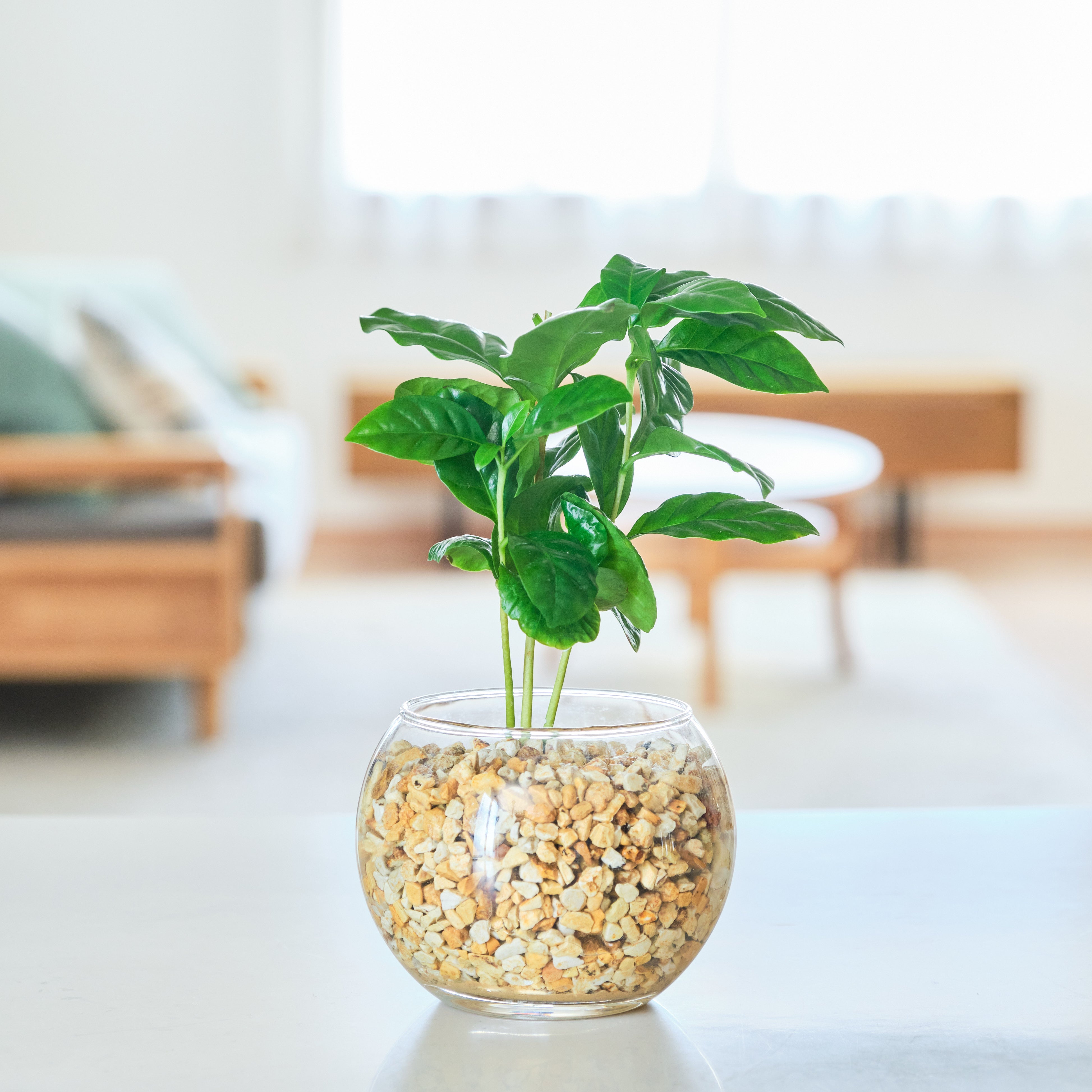 ガラスボールの育てるインテリア・選べる単品