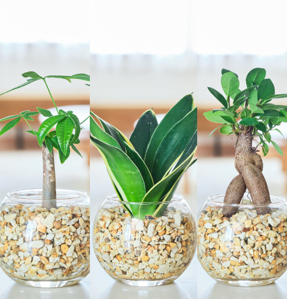 ガラスボールの育てるインテリア・選べる5点+栄養剤セット