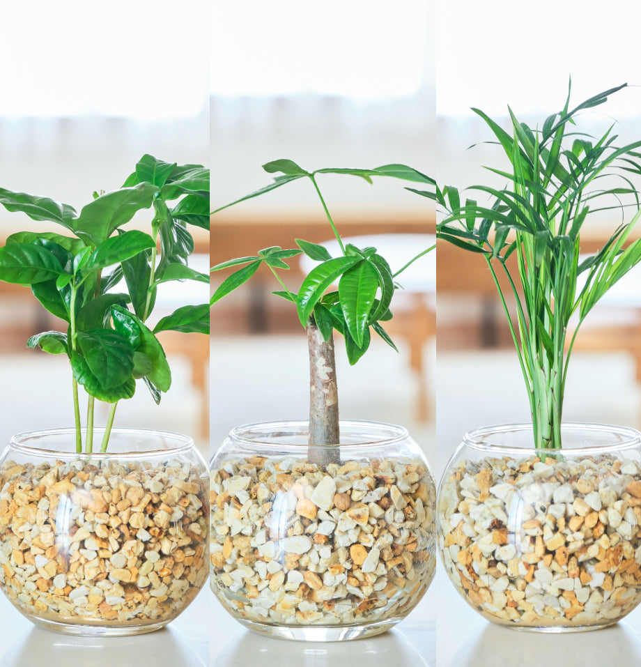 ガラスボールの育てるインテリア・選べる5点+栄養剤セット