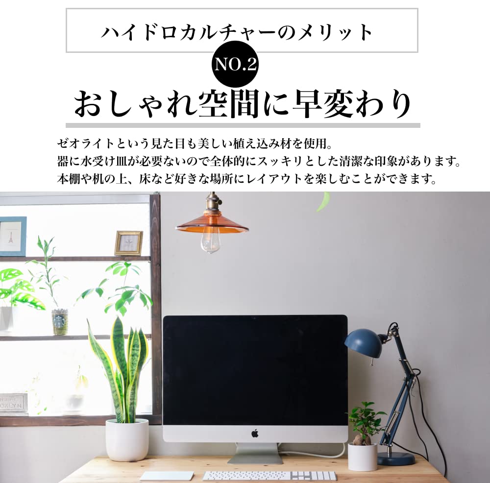 パキラ 5号陶器鉢 ハイドロカルチャー 高さ約55cm