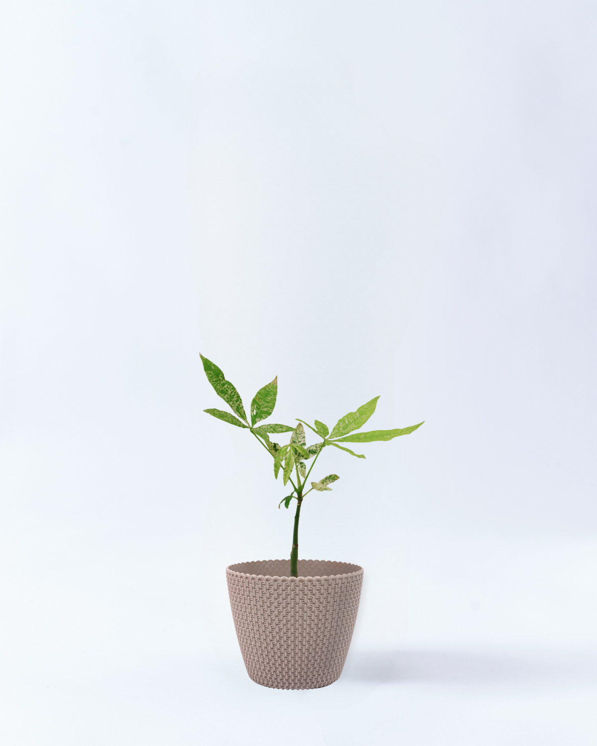 パキラ（発財樹）｜観葉植物・お花の通販 東京寿園 – 2ページ目