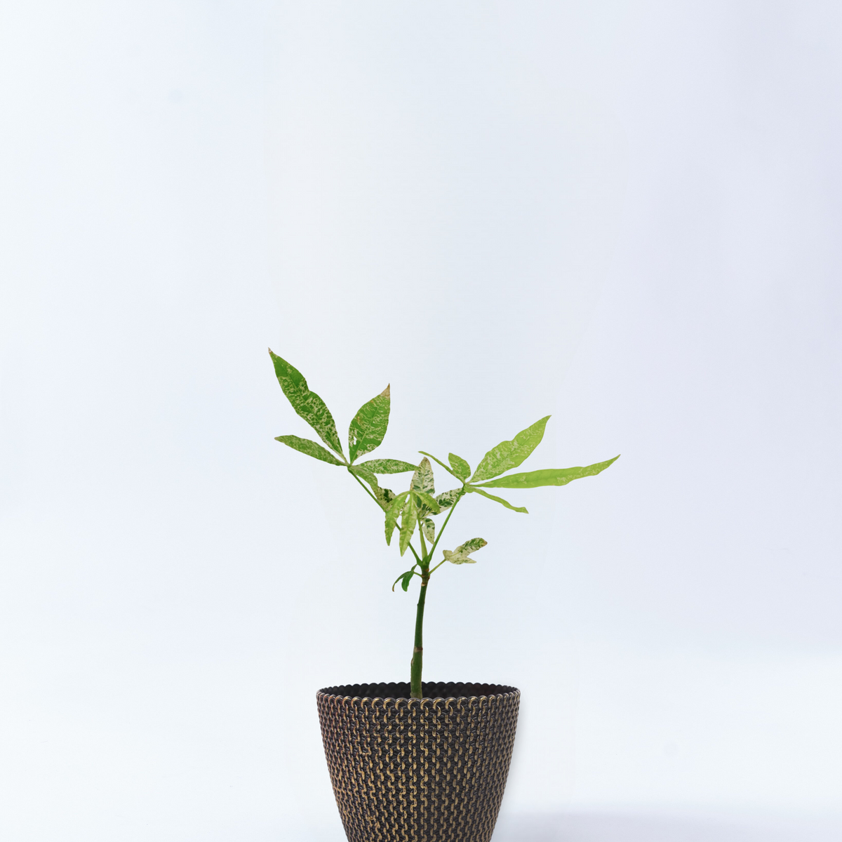 パキラ　ミルキーウェイ　斑入り　実生　4号鉢つき　大株❗ パキラ ミルキーウェイ 斑入り 実生 4号鉢 高さ約40cm ゴールドウェーブ