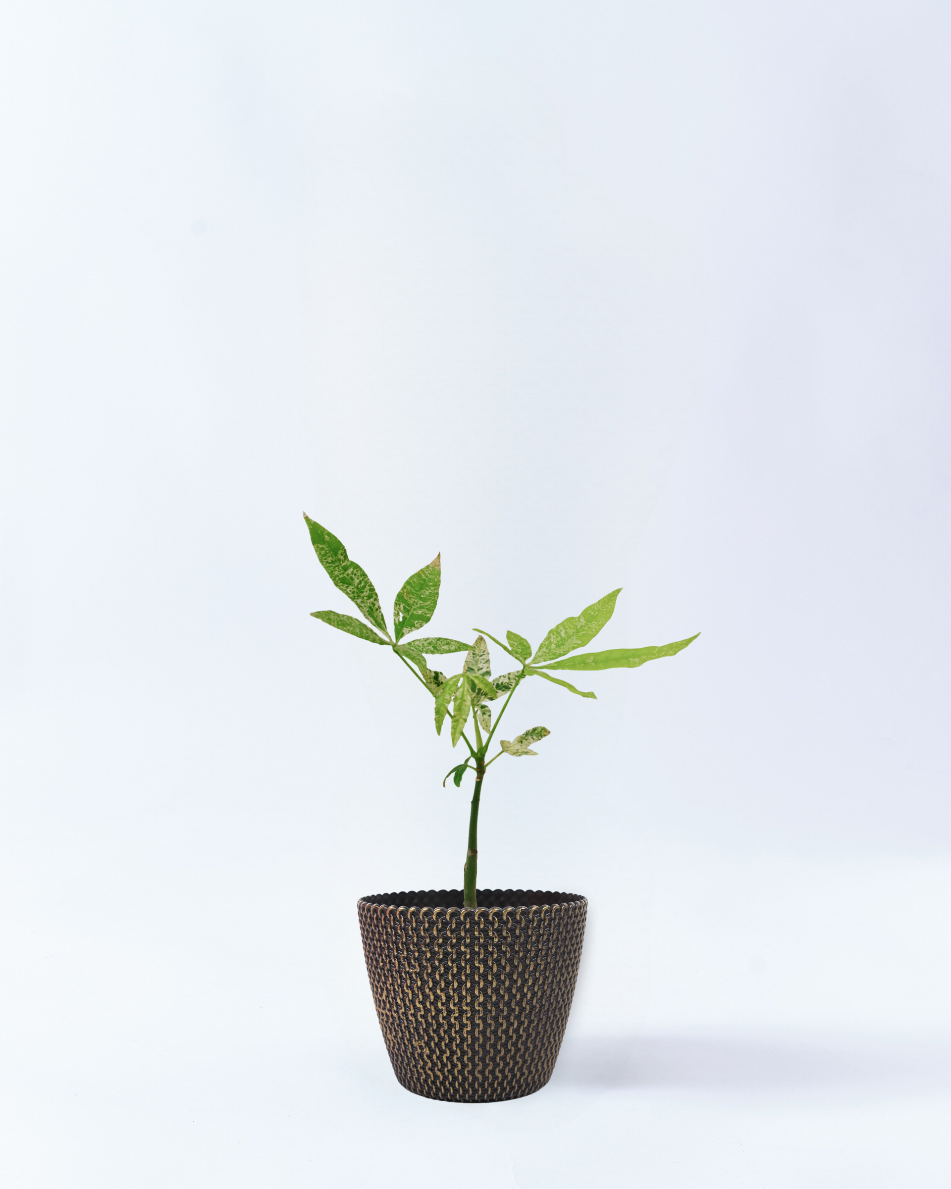 パキラ ミルキーウェイ 斑入り 実生 4号鉢 高さ約40cm ゴールドウェーブ