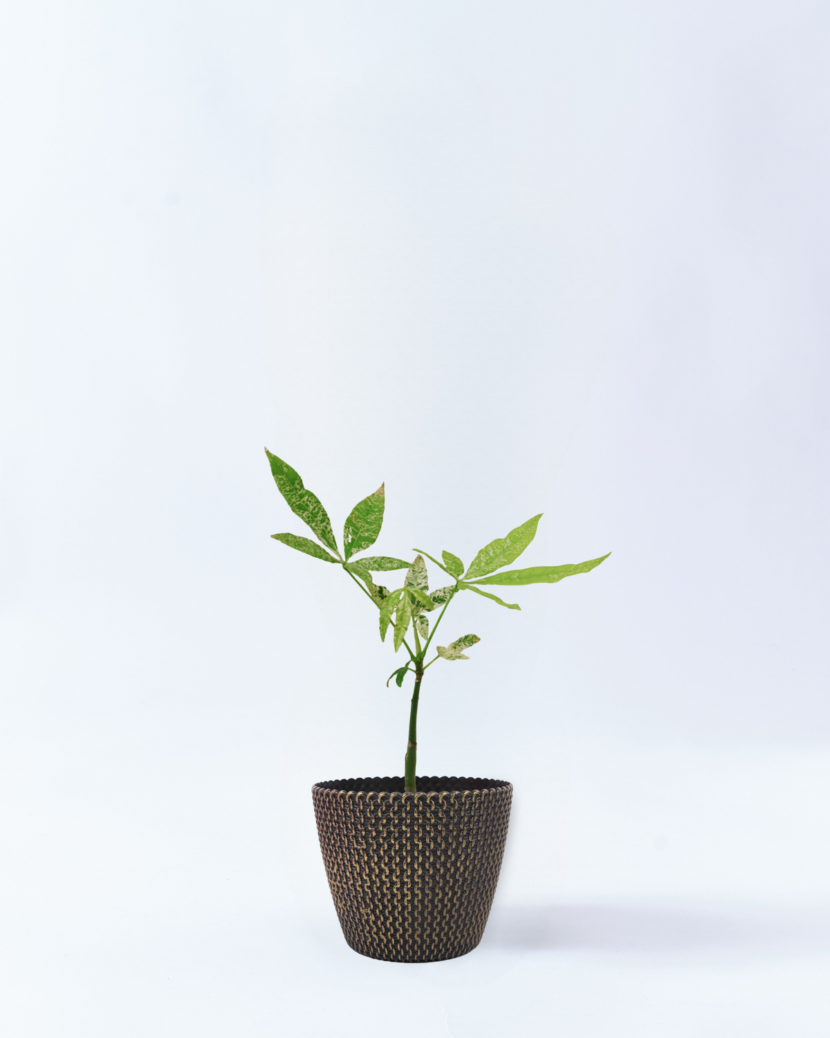 斑入りパキラ③ 実生苗 斑入りパキラ Pachira glabra Variegata／迷彩 散り斑