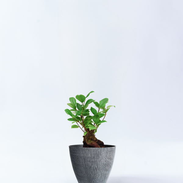 ガジュマル 高さ 77cm 観葉植物 ガジュマル 4号 プラスチック鉢 | 観葉植物なら