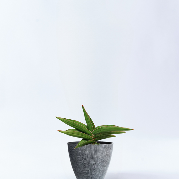 4号鉢サイズの観葉植物｜観葉植物・お花の通販 東京寿園 – 3ページ目