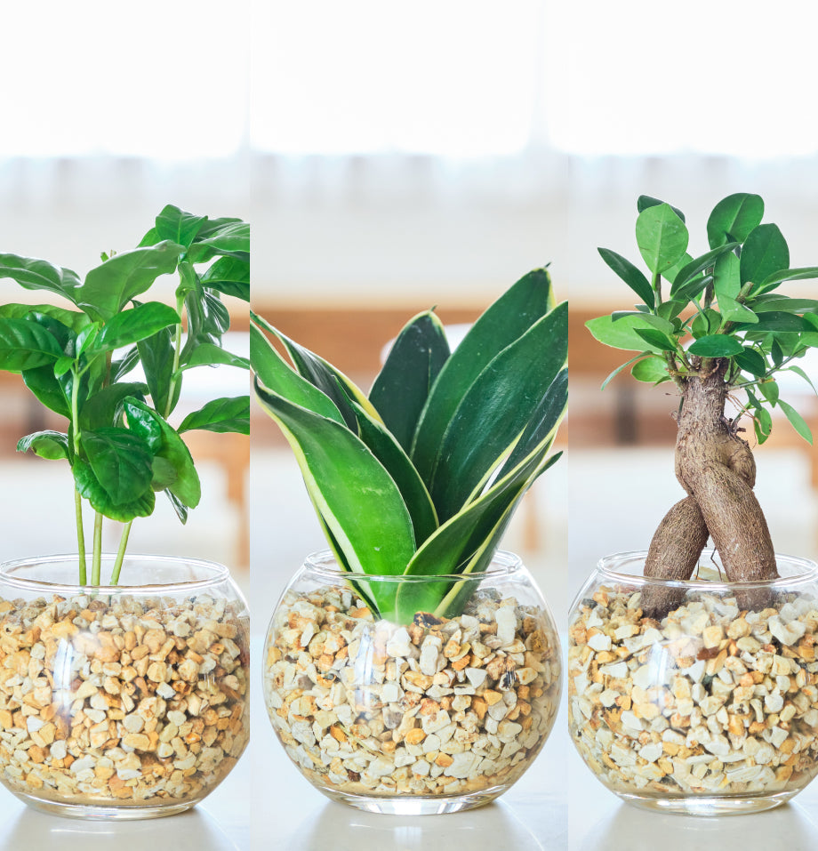 ガラスボールの育てるインテリア・選べる5点+栄養剤セット