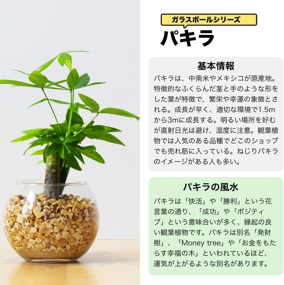 パキラ ハイドロカルチャー レカトン 高さ約20cm