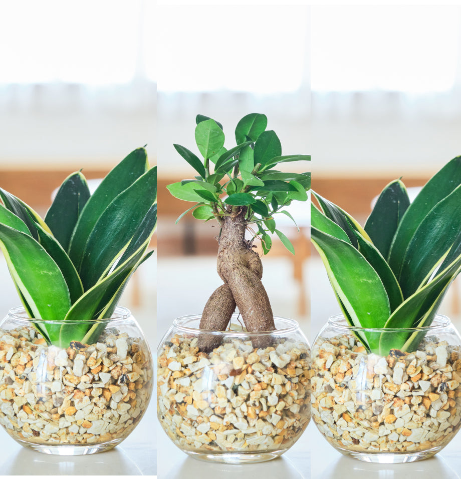 ガラスボールの育てるインテリア・選べる5点+栄養剤セット
