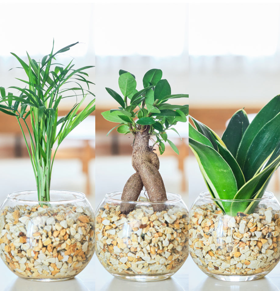 ガラスボールの育てるインテリア・選べる5点+栄養剤セット