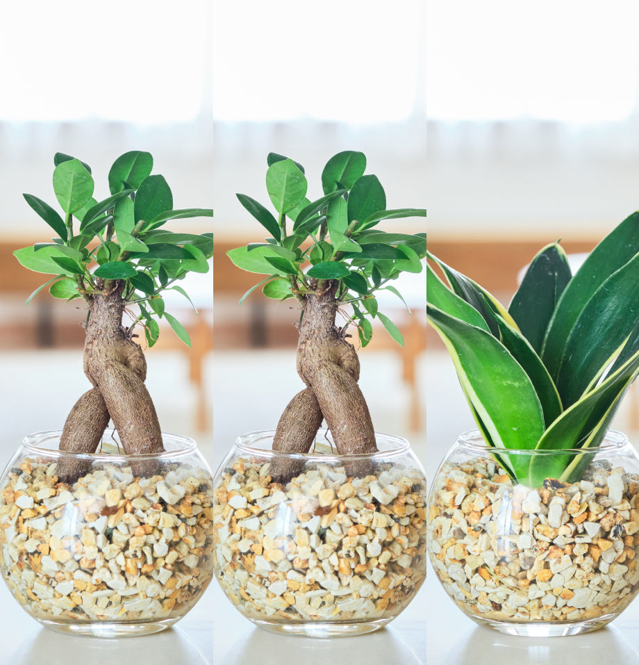 ガラスボールの育てるインテリア・選べる5点+栄養剤セット
