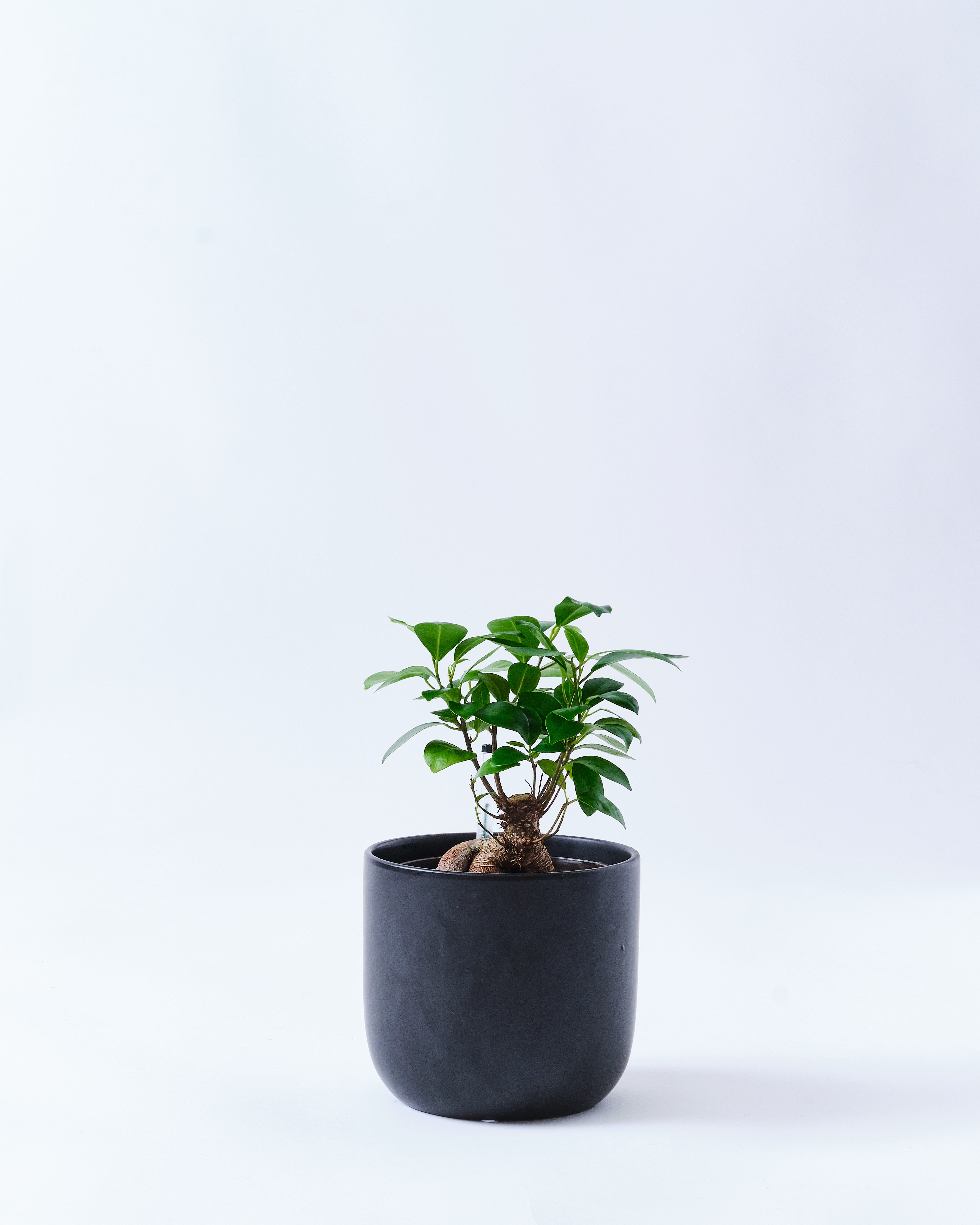 5号サイズのガジュマル｜観葉植物・お花の通販 東京寿園