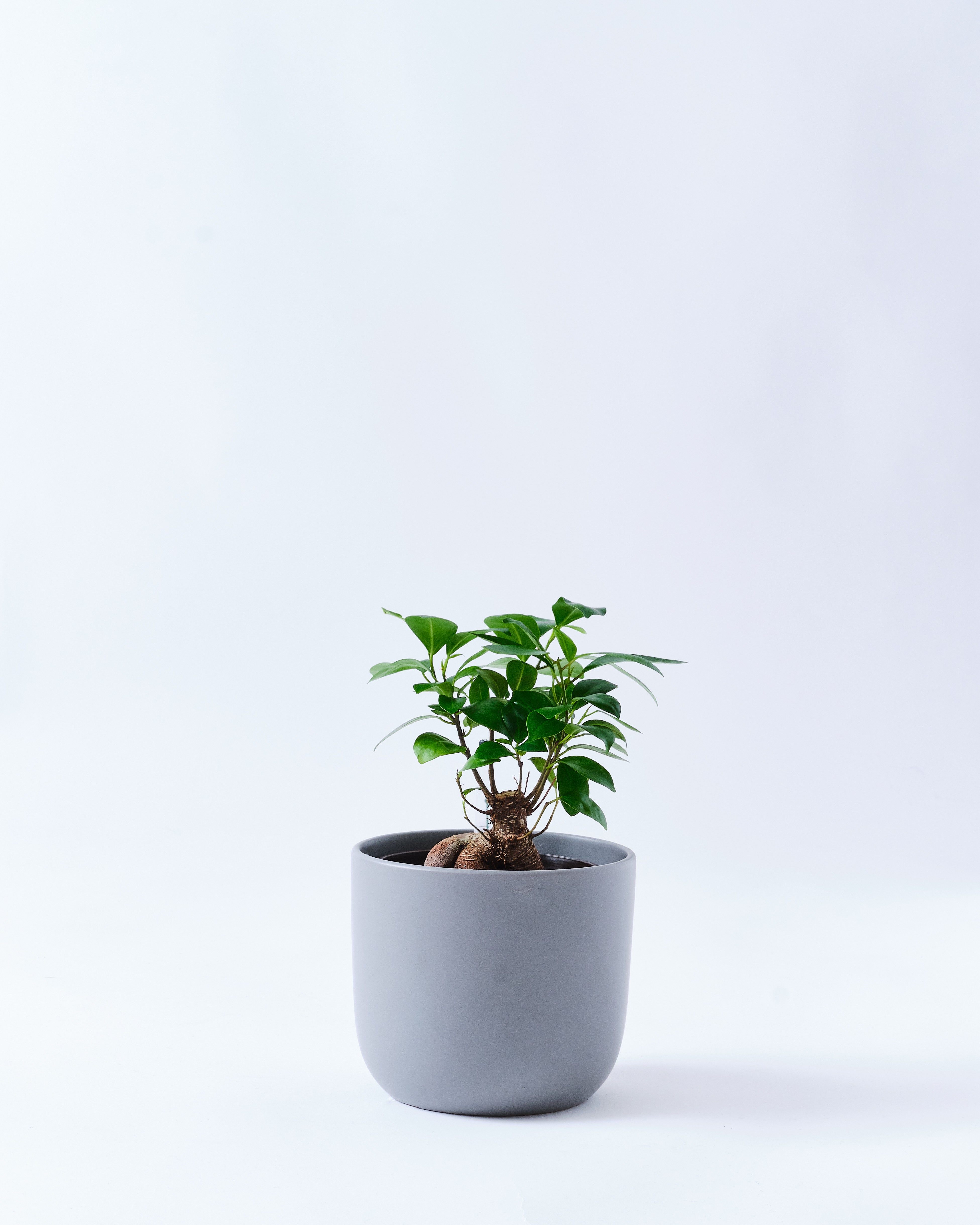 その他観葉植物 / 1.jpg