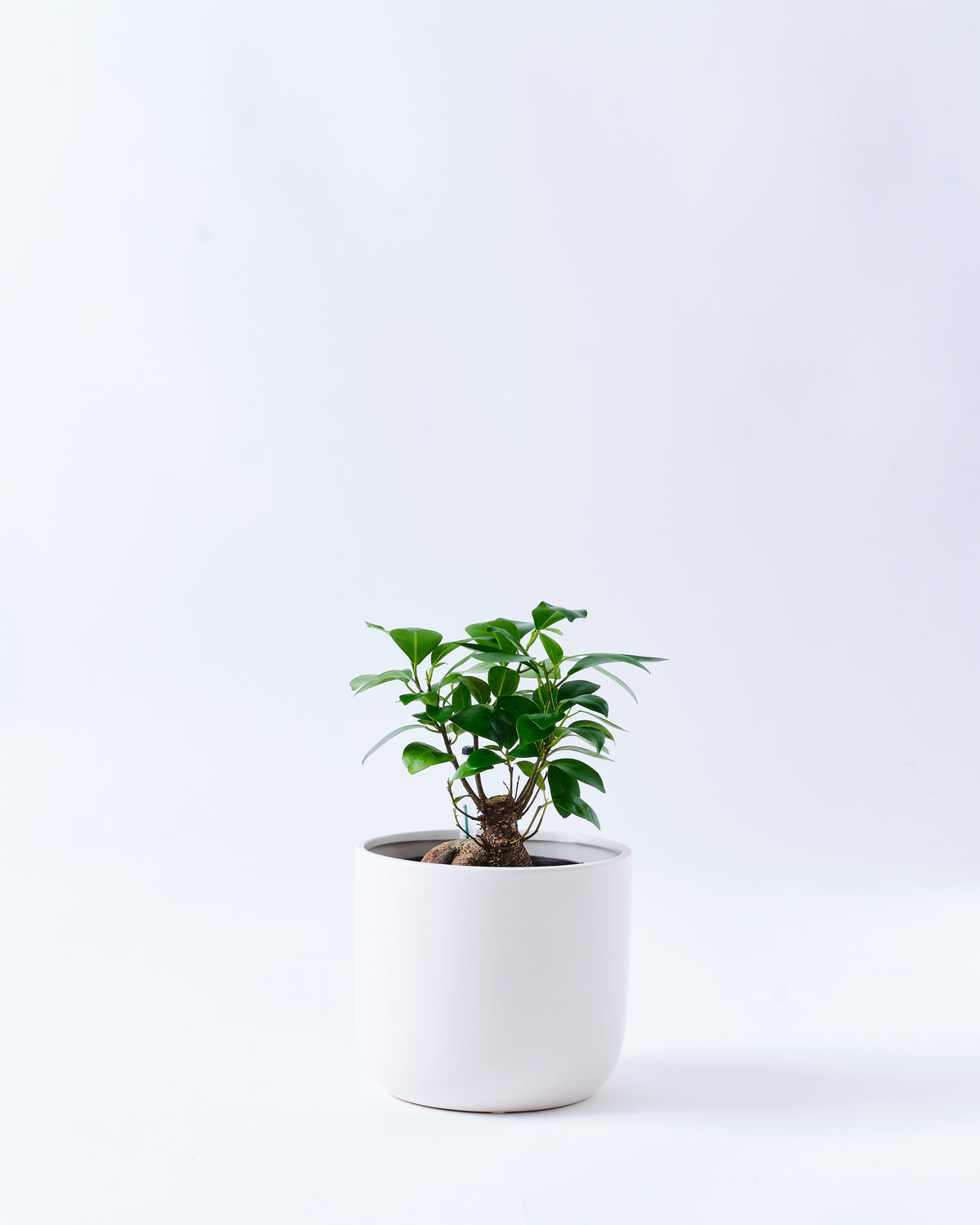 5号サイズのガジュマル｜観葉植物・お花の通販 東京寿園