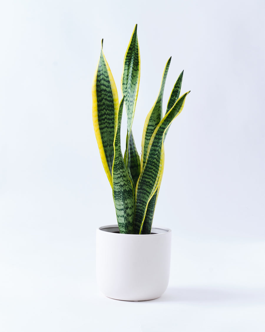 サンスベリアのホワイト5号陶器鉢