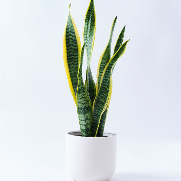 レア希少　美株　小さな子株　発根新芽　サンスベリア　スノーホワイト　白斑　鉢皿付 レア希少 美株 小さな子株 発根新芽 サンスベリア スノー