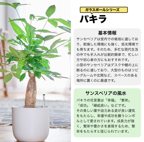パキラ(発財樹)|観葉植物・お花の通販 東京寿園