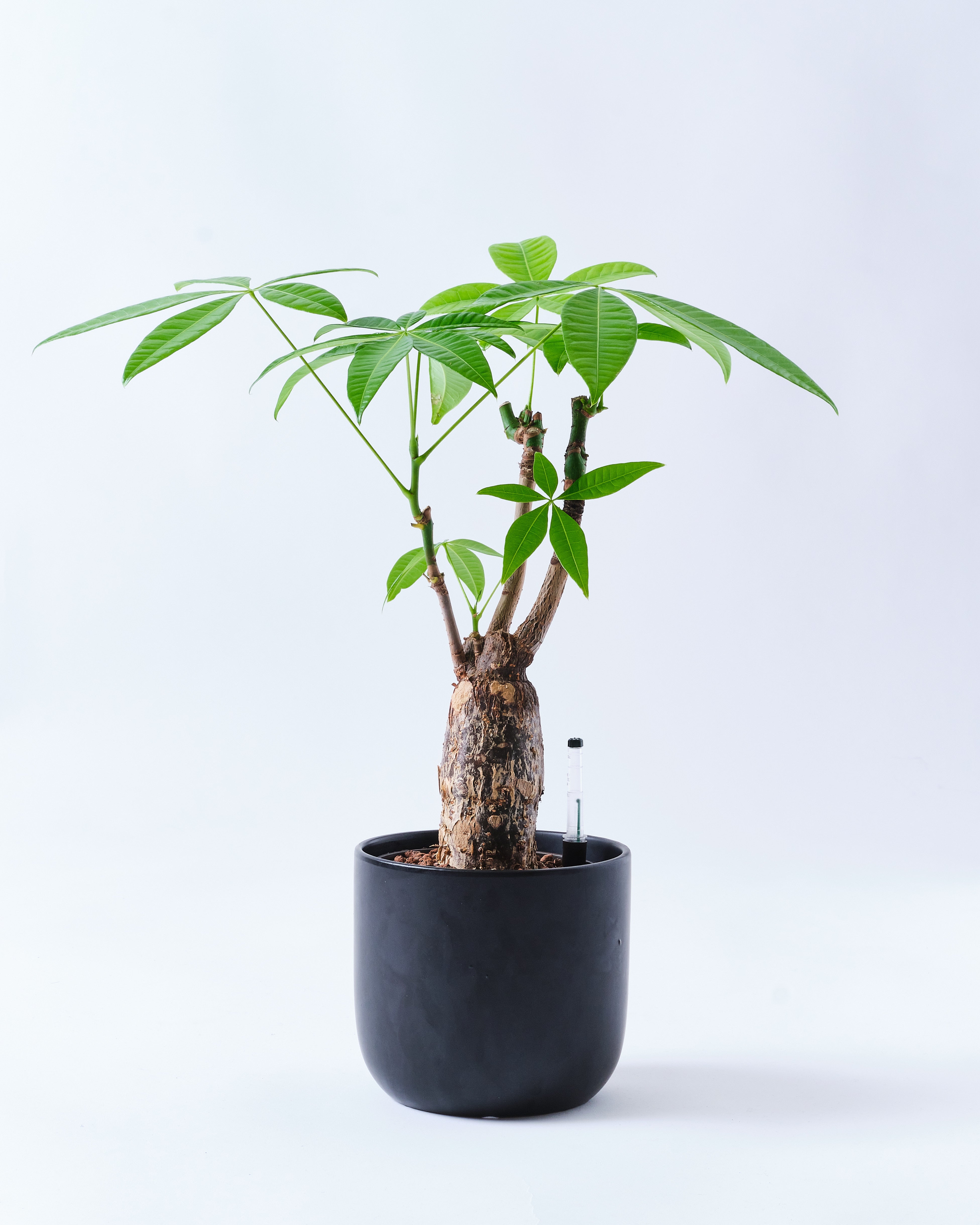 パキラ　曲がり　観葉植物　5号鉢植え 観葉植物 パキラ 5号 朴 エドラ P 付き | 観葉植物ならHitoHana