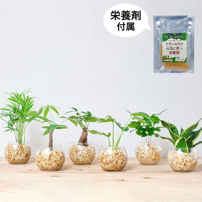 ガラスボールの育てるインテリア・選べる5点+栄養剤セット