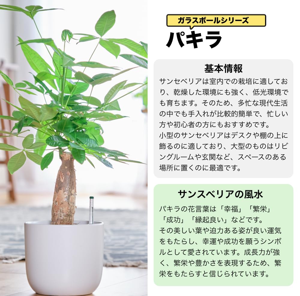 パキラ 5号陶器鉢 ハイドロカルチャー 高さ約55cm