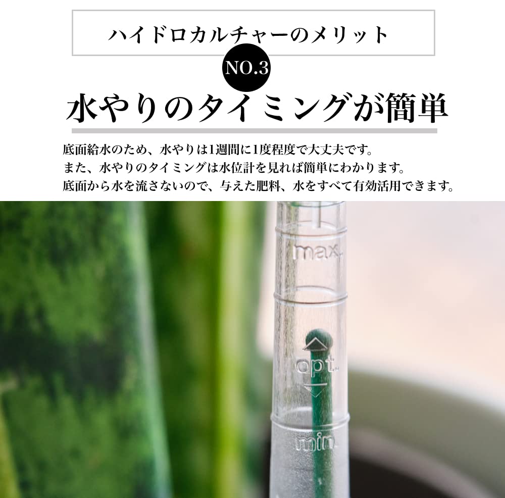 サンスベリア パゴダ 3号陶器鉢 ハイドロカルチャー 高さ約30cm ホワイト