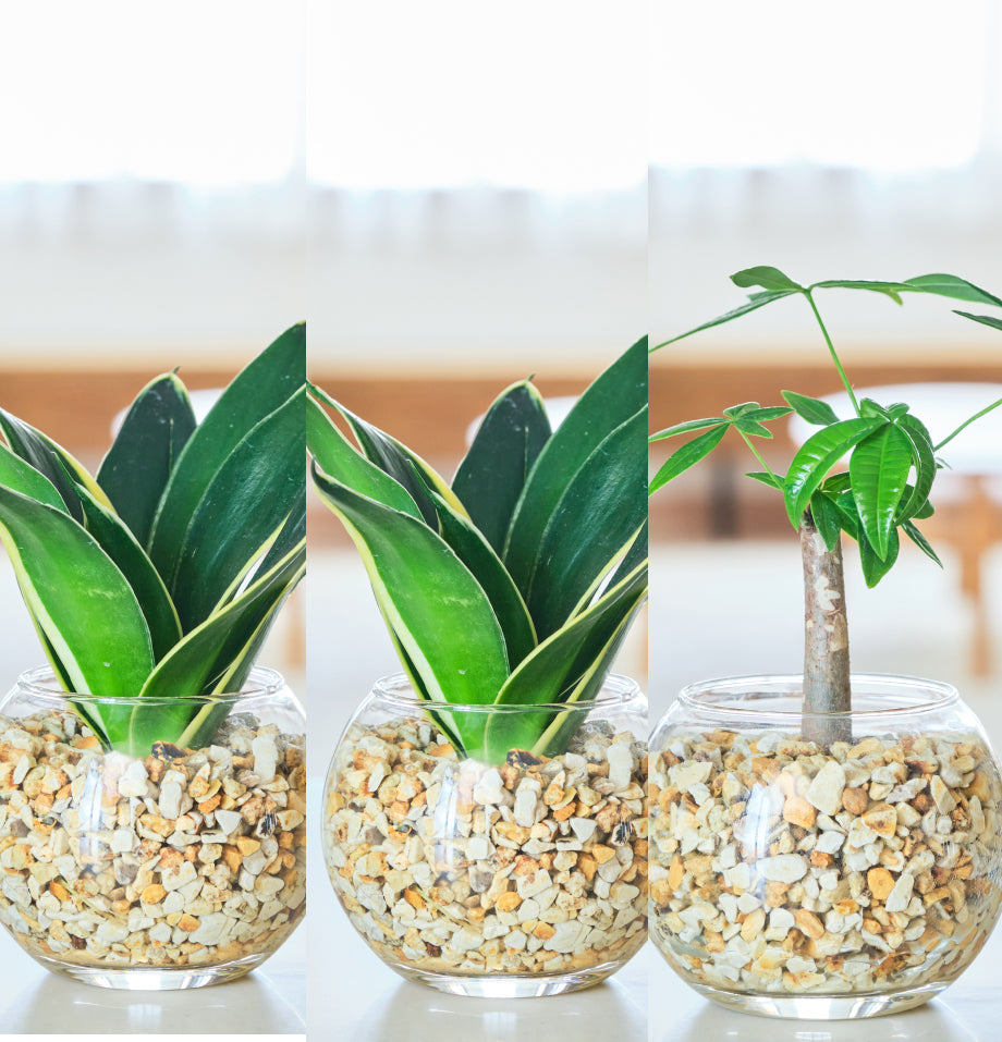 ガラスボールの育てるインテリア・選べる5点+栄養剤セット