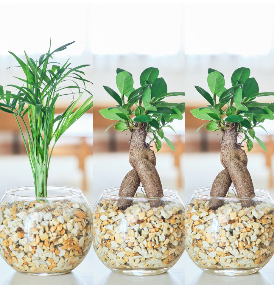 ガラスボールの育てるインテリア・選べる5点+栄養剤セット