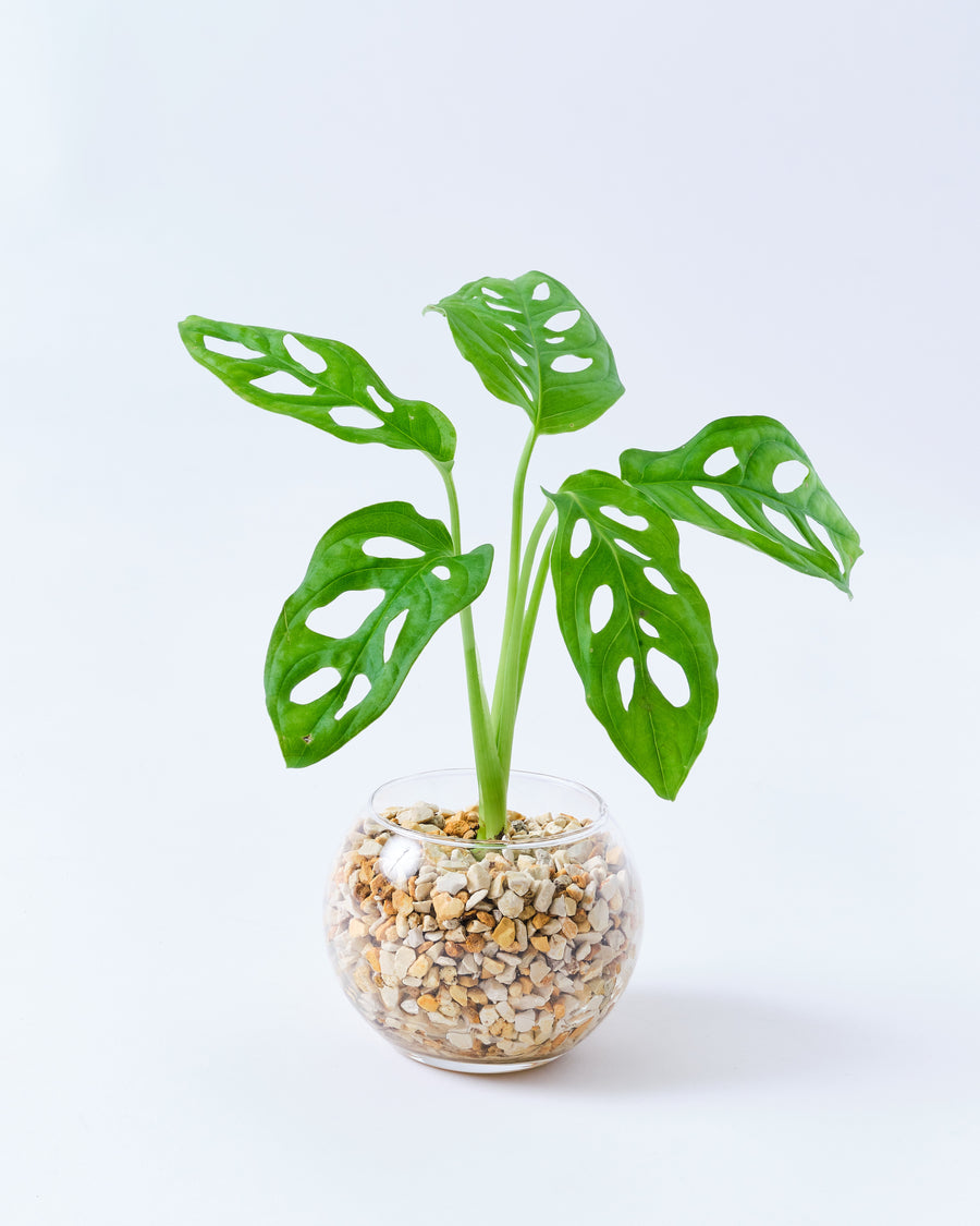 マドカズラ モンステラ ハイドロカルチャー 高さ約20cm