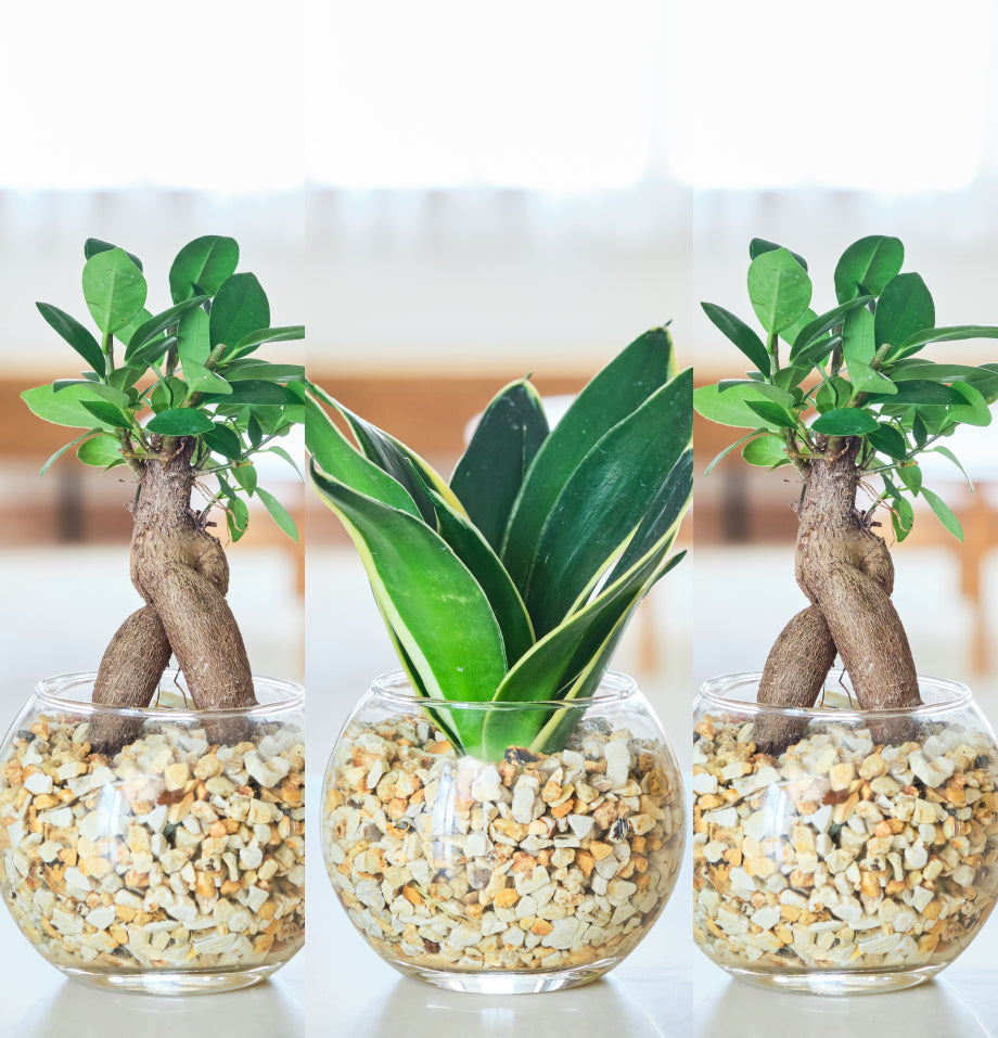 ガラスボールの育てるインテリア・選べる5点+栄養剤セット