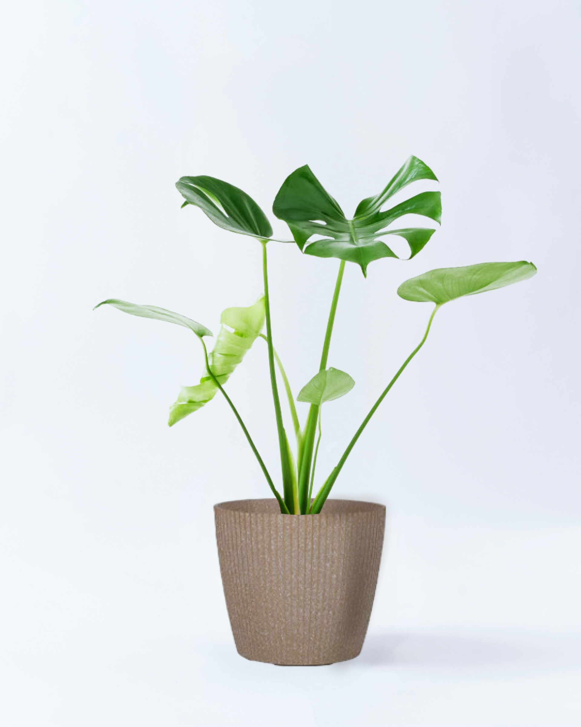 セール中 モンステラオーレア6号親株 モンステラ特集 No.15006 モンステラ オーレア – 植物家族