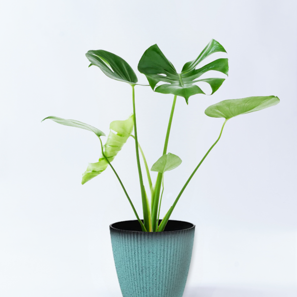 モンステラ　根上がり　8号　特大苗木最高等級極上品株　極太株 モンステラ 根上がり 8号 特大苗木最高等級極上品株 極太株 ⑪ モンステラ